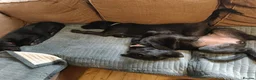 Mixed Breed dogs for sale: Puppies  - Advert 4