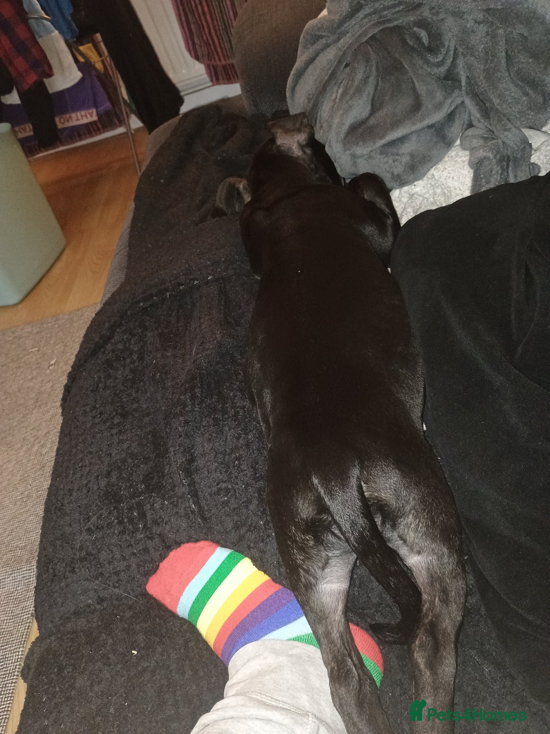 Staffordshire Bull Terrier dogs for sale: Callie - beautiful 12 week old female puppy staff - Advert 4