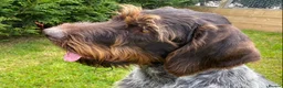 German Wirehaired Pointer dogs for stud: MILVUSTREE MARITIMUS AT HUNTSTAFF at stud  in Tenbury Wells - Advert 4