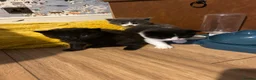 Mixed Breed cats for sale: Beautiful baby kittens  - Advert 3