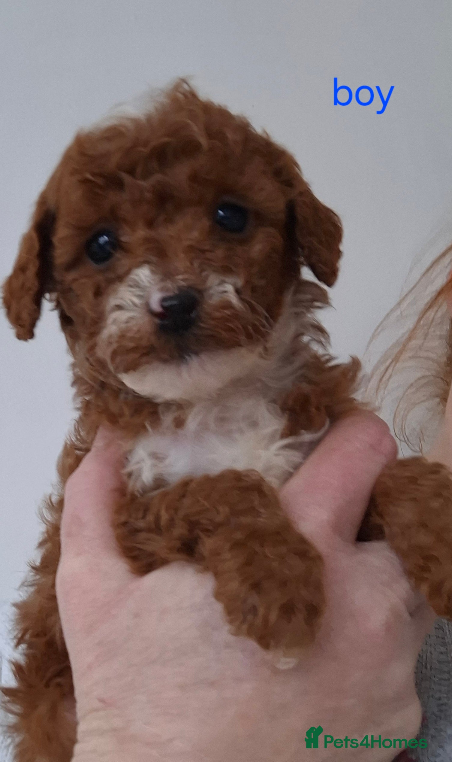 Cavapoo dogs Cavapoo beautiful 😍 litter rare fox red ♥️  - Advert 2
