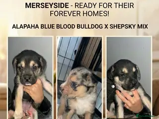 Mixed Breed dogs Alapaha blue blood bulldog x shepsky pups - Advert 13