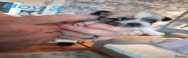 Boy 3