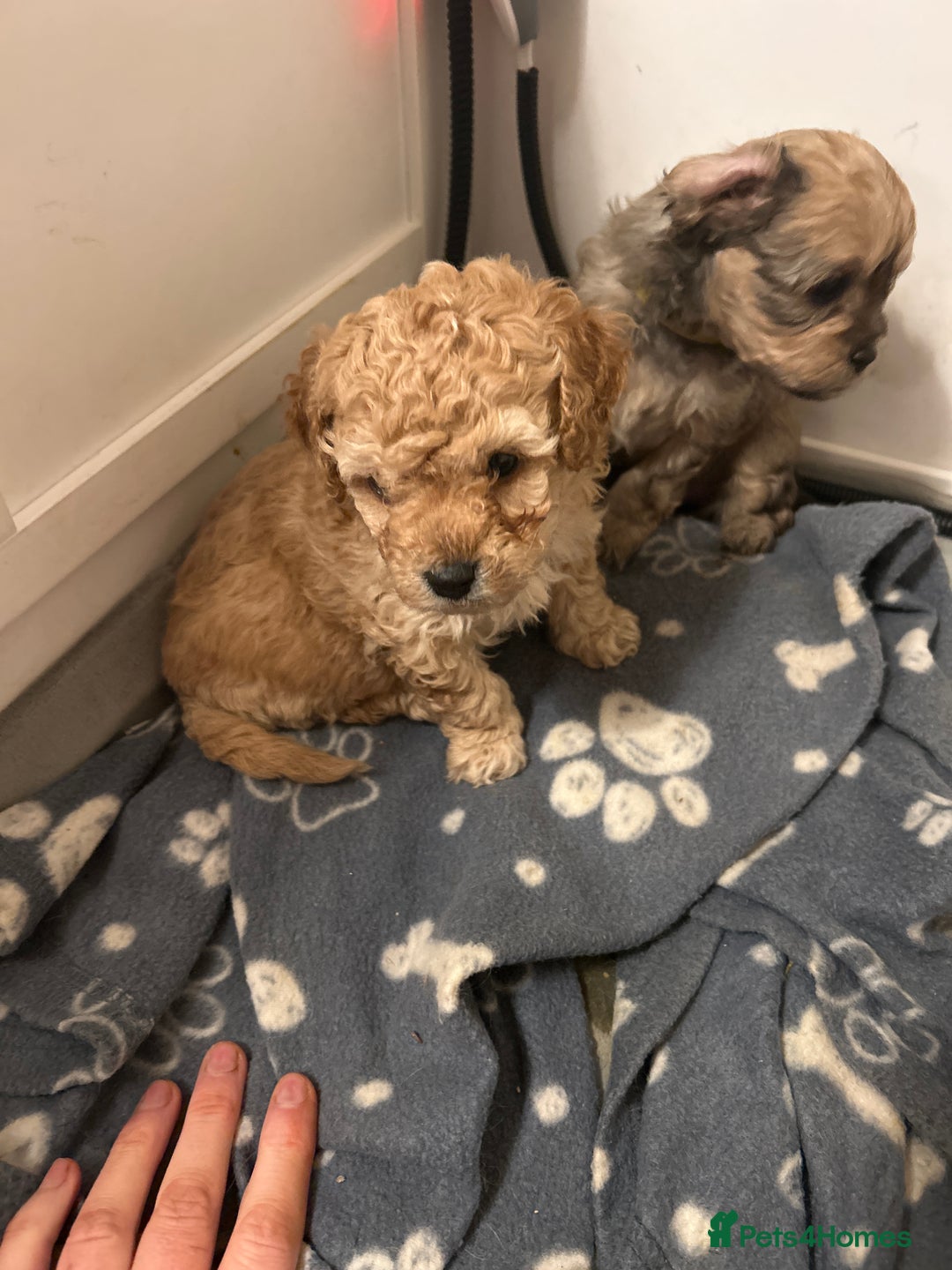 Cavapoochon dogs for sale: Cavapoochons 5 girls 2 boys - Advert 22