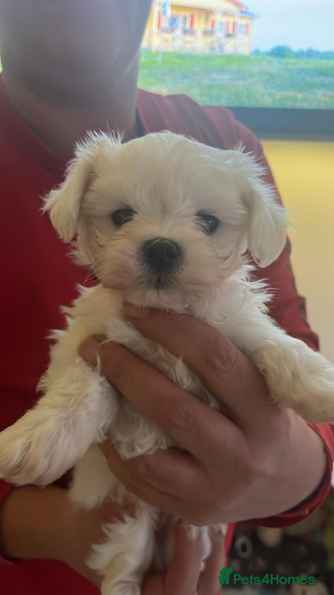 Maltese dogs for sale:  Beautiful maltese - Advert 7