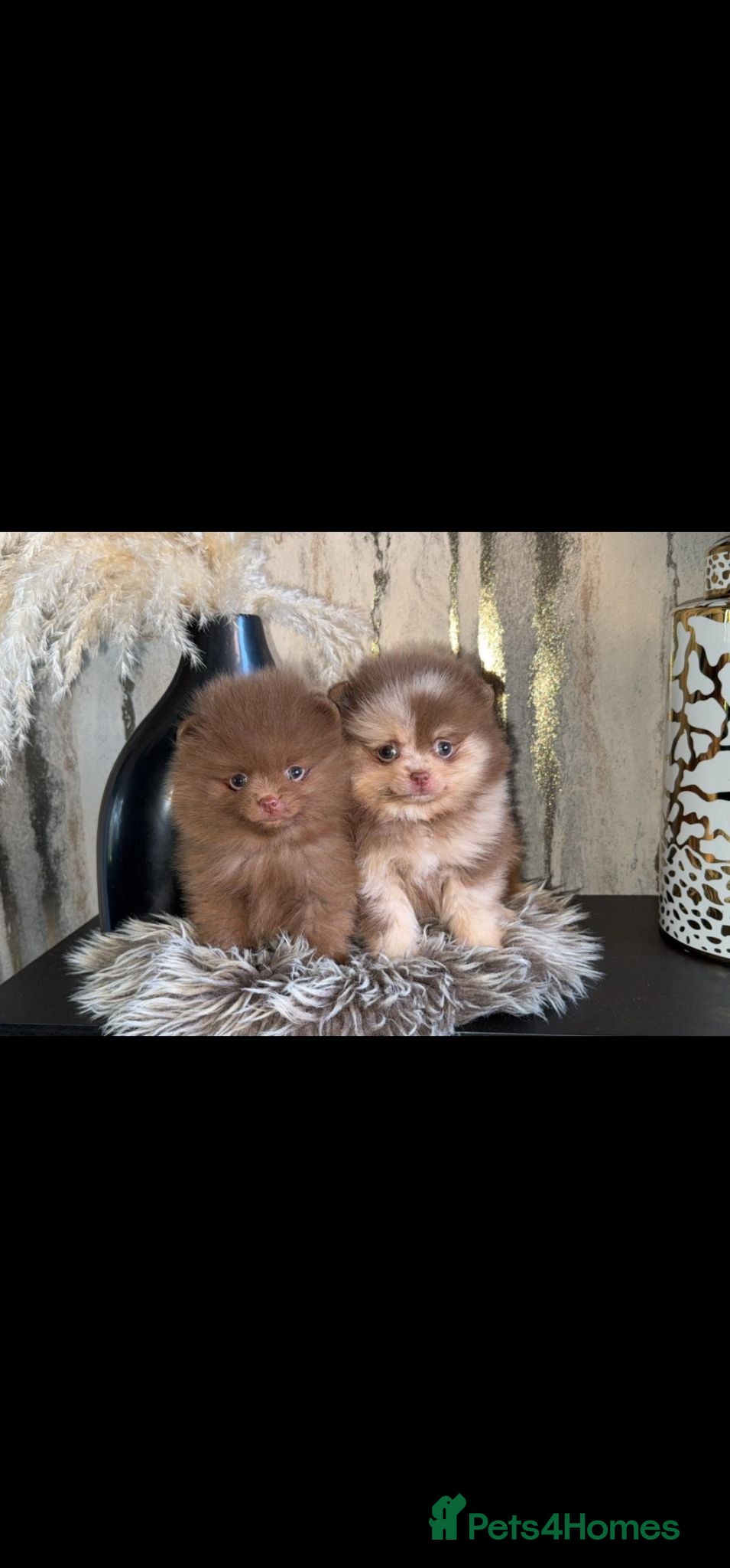 Pomeranian dogs 2 stunning poms  - Advert 1