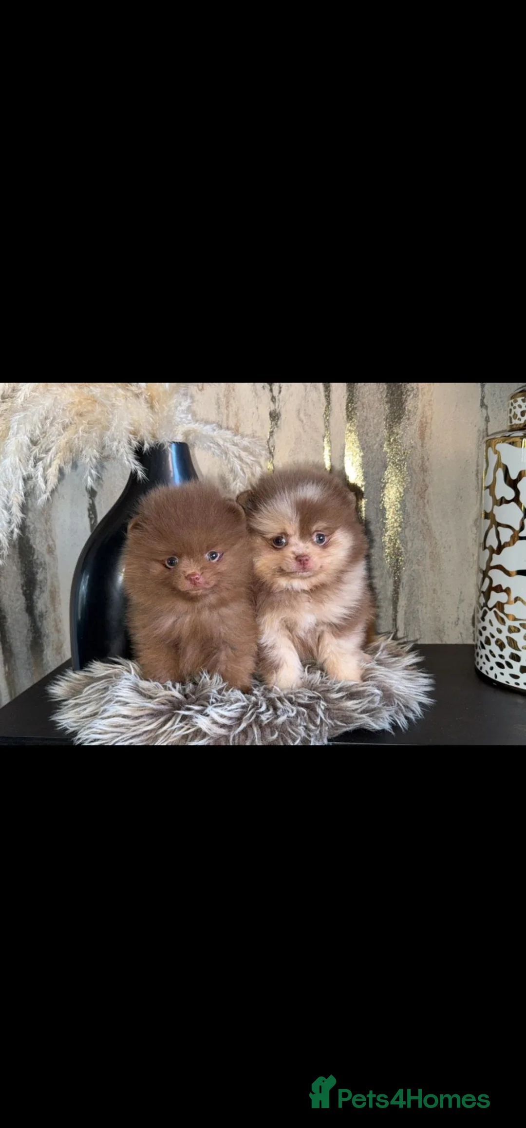 Pomeranian dogs for sale: 2 stunning poms  in Gainsborough - Advert 1