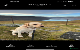 Labrador Retriever dogs for stud: Scout - Image 1