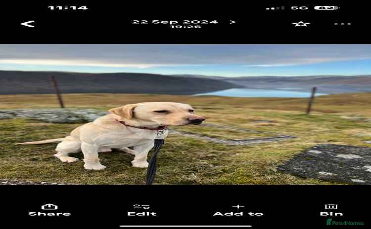 Labrador Retriever dogs - Advert 1