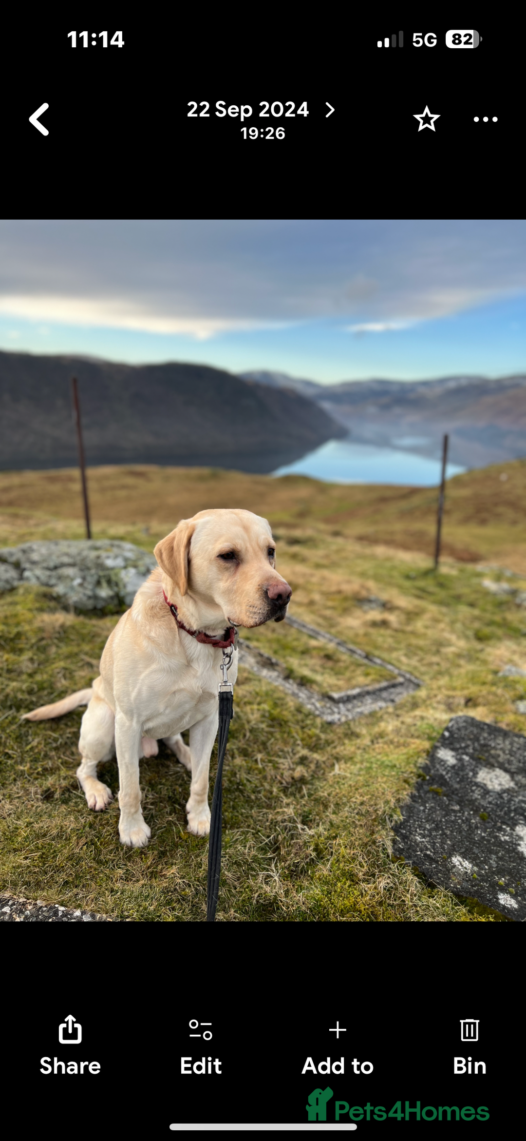 Labrador Retriever dogs for stud: Scout - Image 1