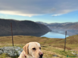 Labrador Retriever dogs - Advert 12