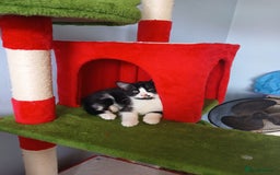 Mixed Breed cats for sale: Two kittens available  - Image 2