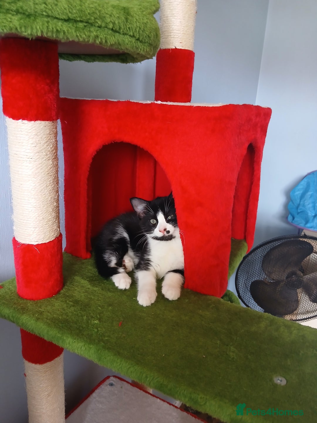 Mixed Breed cats for sale: Two kittens available  - Image 2