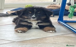 Bernese Mountain Dog dogs for sale: Boys and girls available.  - Image 21