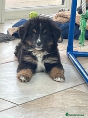 Bernese Mountain Dog Puppy 6