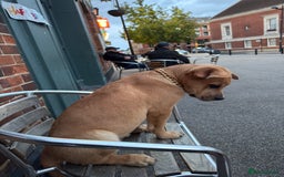 Labrador Retriever dogs for sale: Simba looking for a new family🥰 - Image 2
