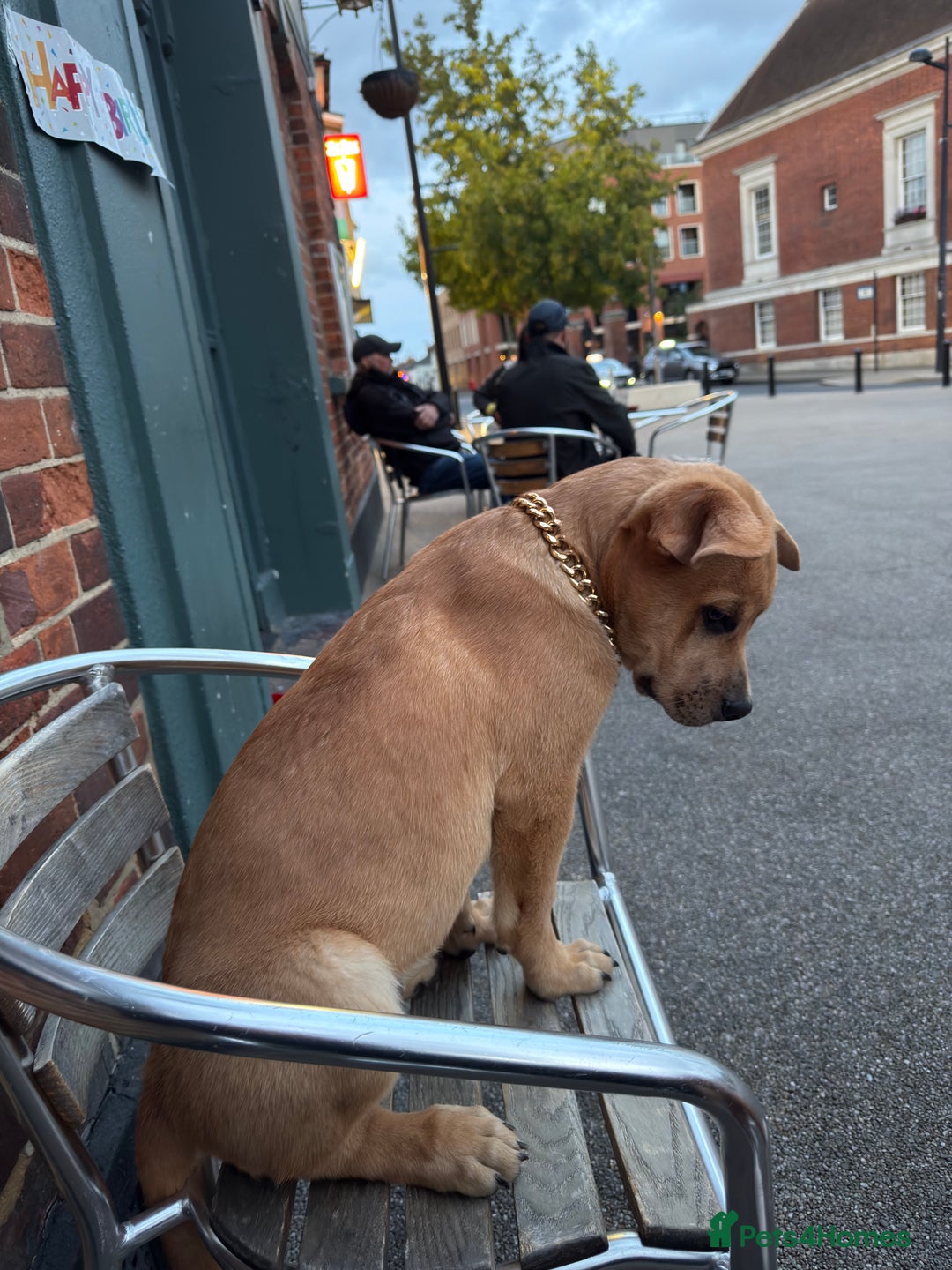 Labrador Retriever dogs for sale: Simba looking for a new family🥰 - Image 2