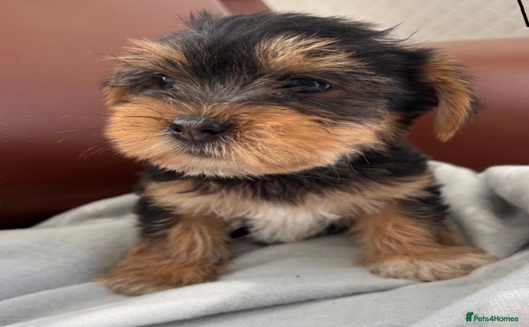 Mixed Breed dogs - Advert 11
