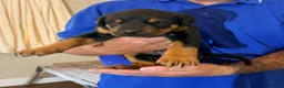 Dobermann dogs for sale: Dobermann puppies available - loving homes wanted  - Advert 23
