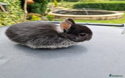 Netherland Dwarf rabbits for sale: Genuine Netherland Dwarf Kits  - Image 4
