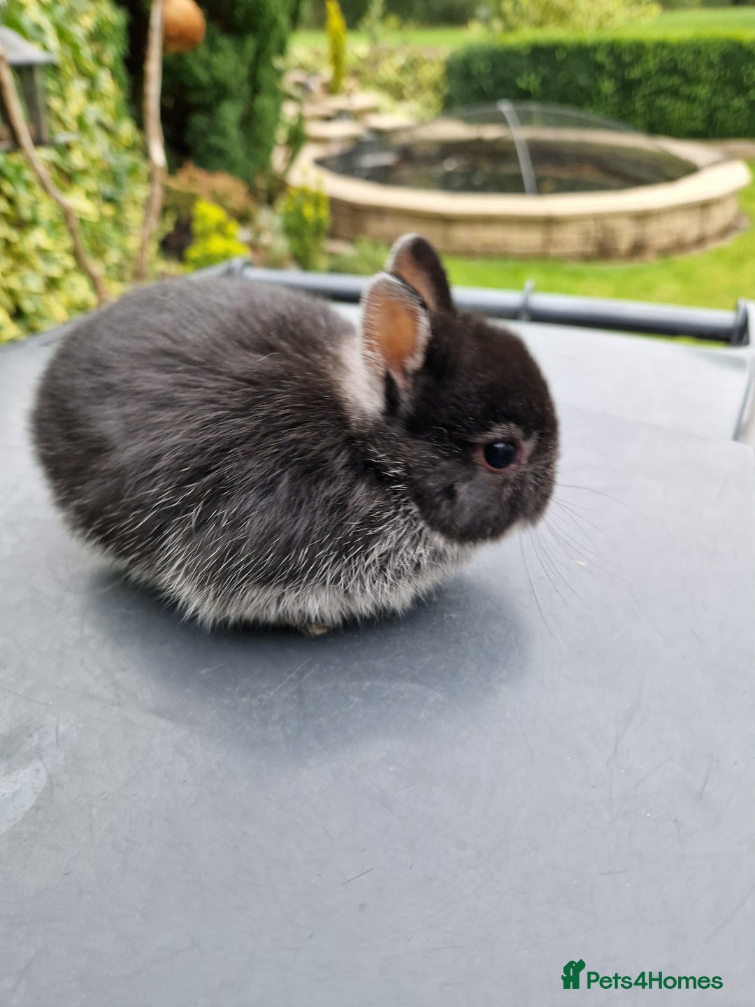 Netherland Dwarf rabbits for sale: Genuine Netherland Dwarf Kits  - Image 4