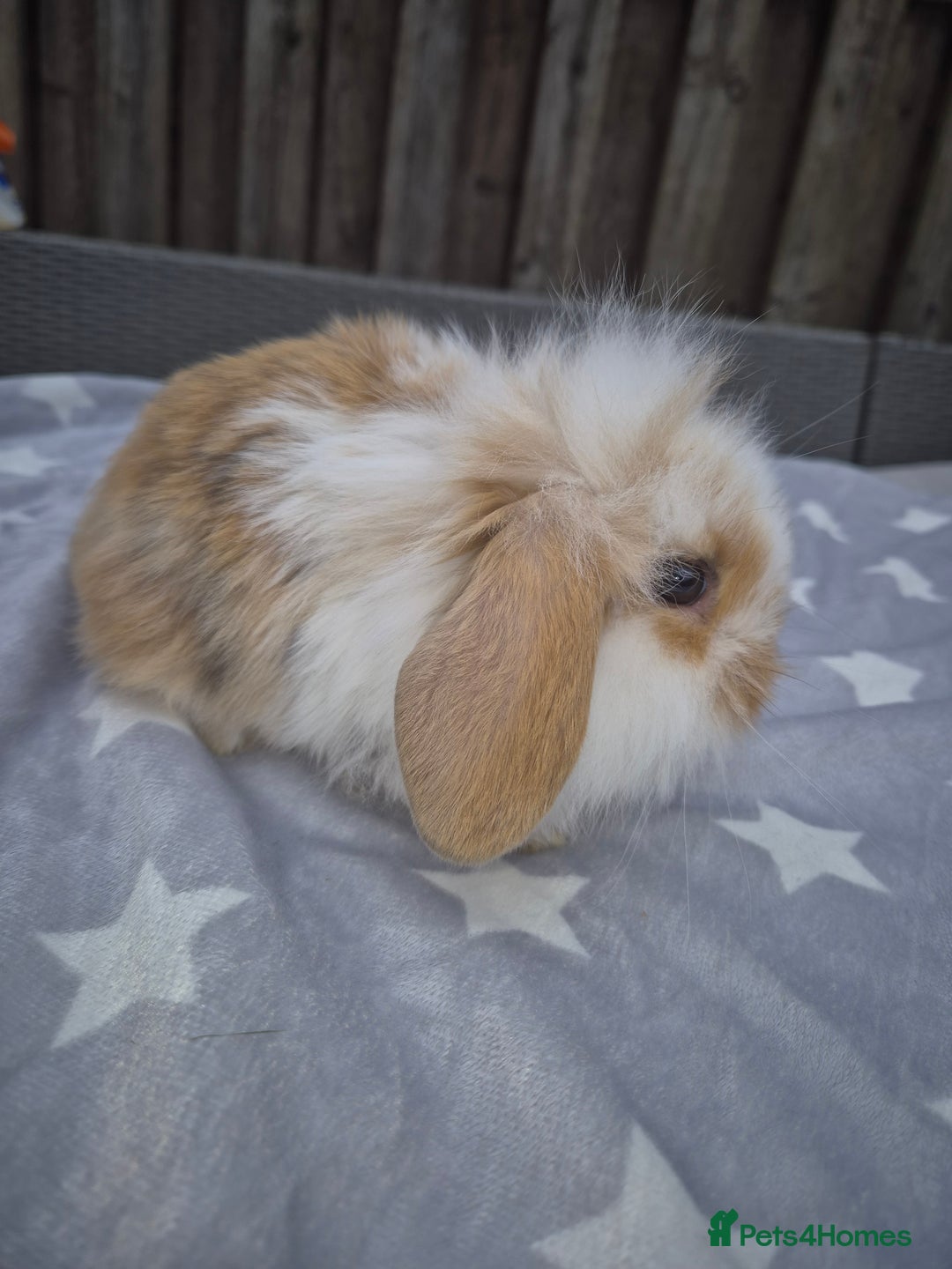 Mini Lion Lop rabbits for sale: 2 baby lion lops 6 week old - Image 5