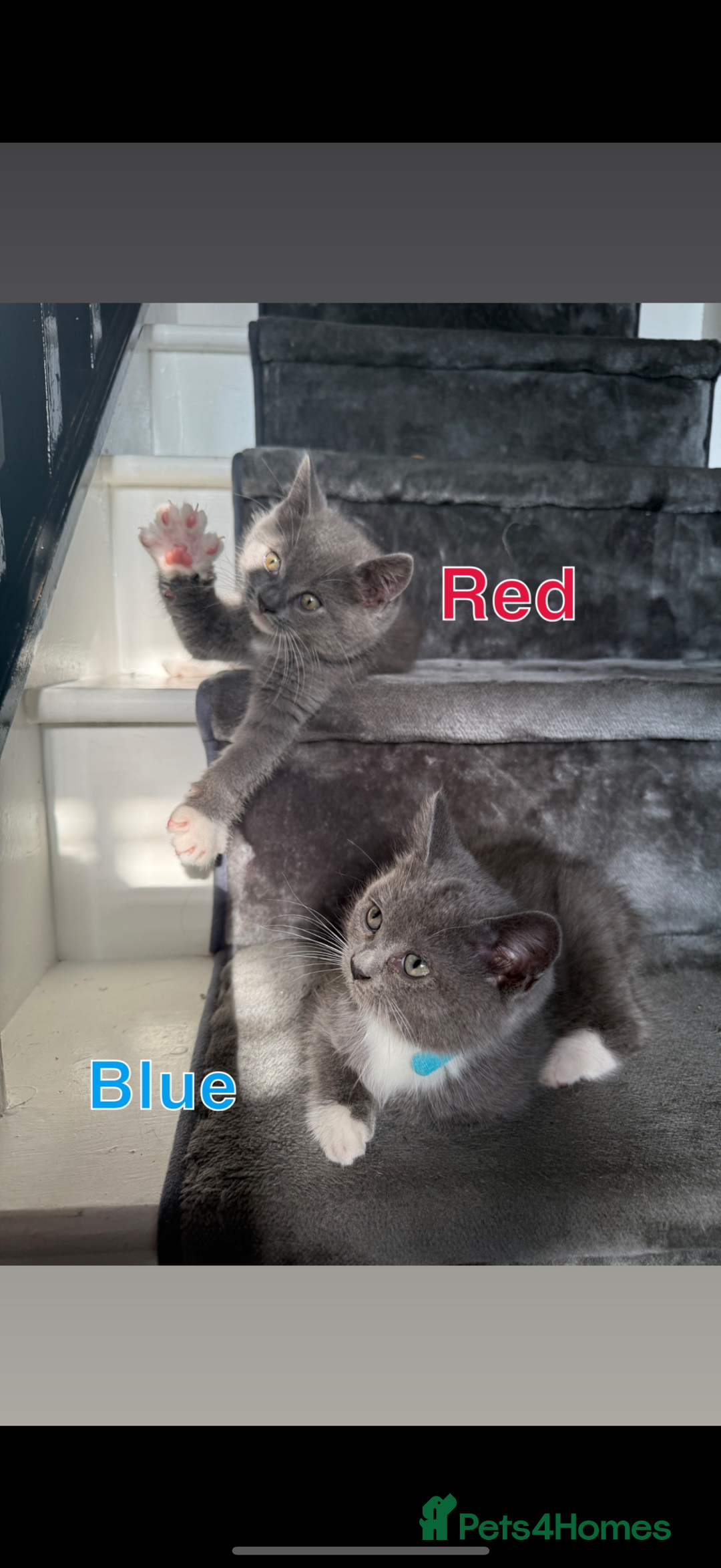 Mixed Breed cats for sale: 🐾 British Short Hair X Ragdoll Kittens 🐾 - Image 7