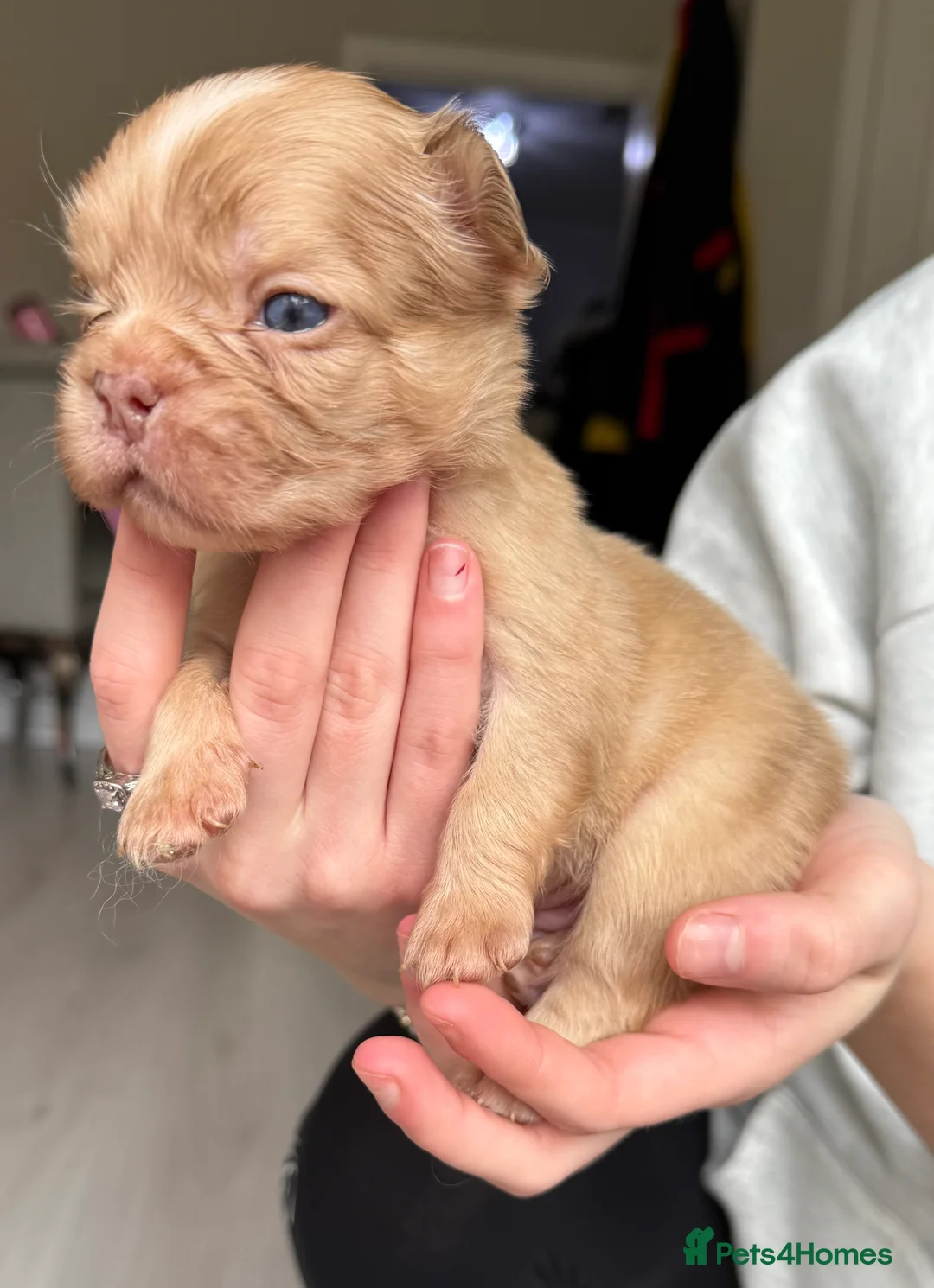 French Bulldog dogs for sale: Full fluffy frenchies  - Advert 28