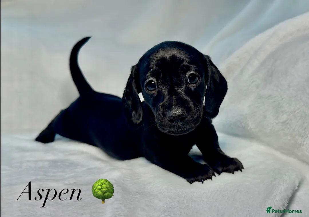 Miniature Dachshund dogs for stud: Rare KC Reg & Health Tested Miniature Dachshund in Rotherham - Advert 35