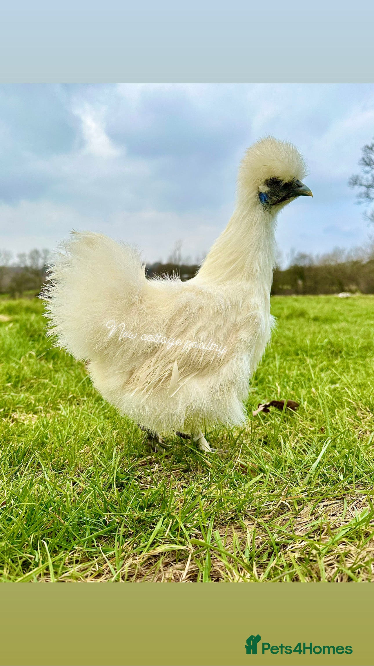 Chickens poultry Silkie, Pekin, Polish, Brahma, Faverolle Hens  - Advert 4