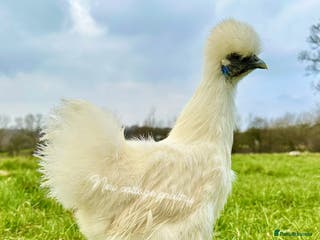 Chickens poultry Silkie, Pekin, Polish, Brahma, Faverolle Hens - Advert 14