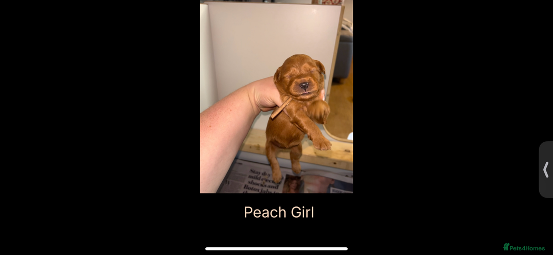 Goldendoodle dogs for sale: F1 mini Goldendoodles - Advert 15