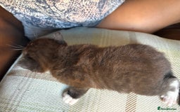 Exotic cats for sale: READY Silver Tabby cross exotic Fur Babies - Image 19