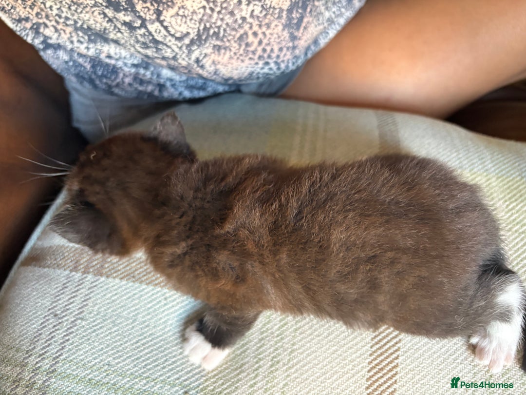Exotic cats for sale: READY Silver Tabby cross exotic Fur Babies - Image 19