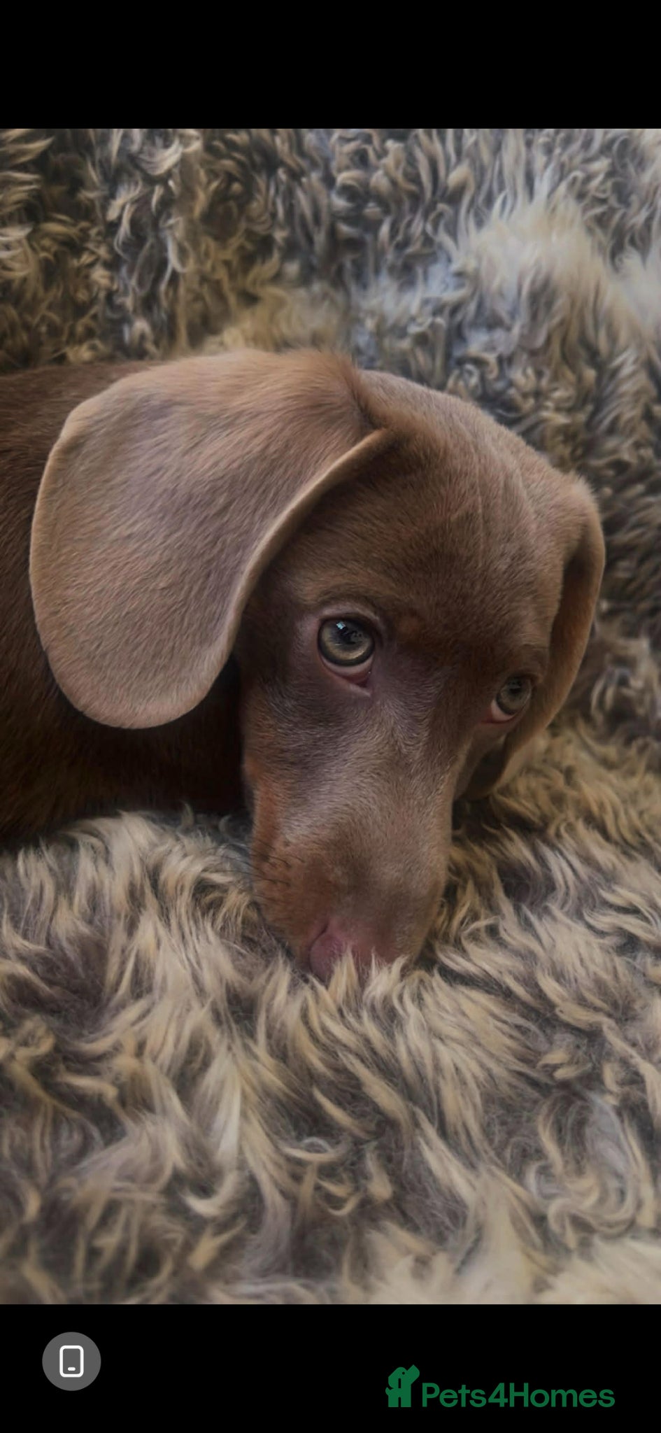 Miniature Dachshund dogs Isabella and Tan male miniature Dachshund  - Advert 4