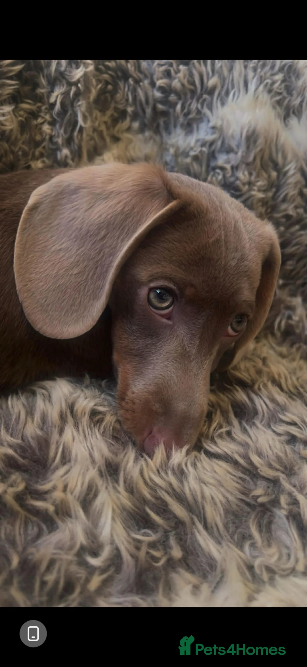 Miniature Dachshund dogs for sale: Isabella and Tan male miniature Dachshund  - Advert 1