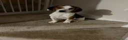 Mixed Breed dogs for sale: our beautiful beagle  - Advert 3