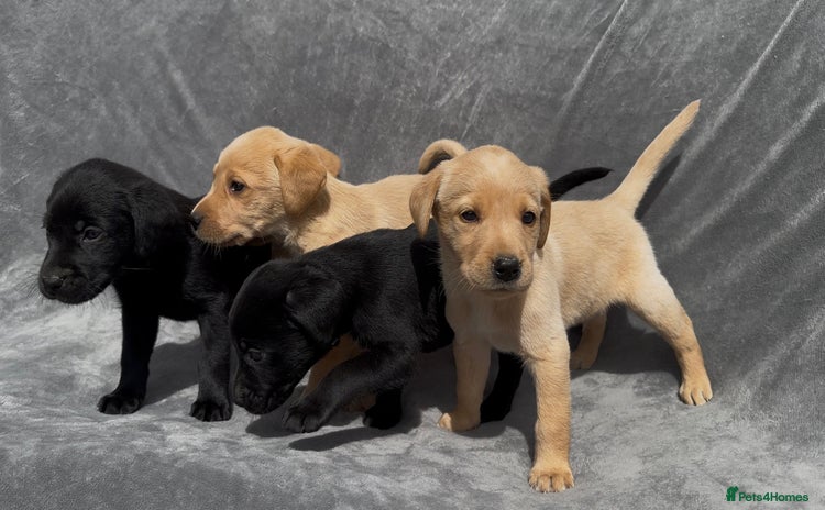 Labrador Retriever dogs - Advert 1