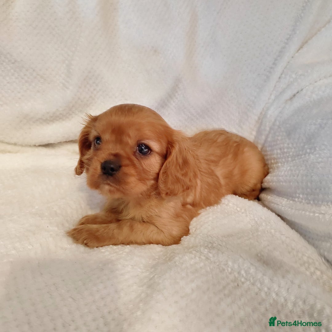Cavalier King Charles Spaniel dogs for sale: Solid ruby and blem cavalier puppies - Advert 1