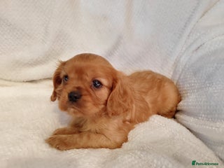 Cavalier King Charles Spaniel dogs Gorgeous full bred cavalier king Charles puppies - Advert 2