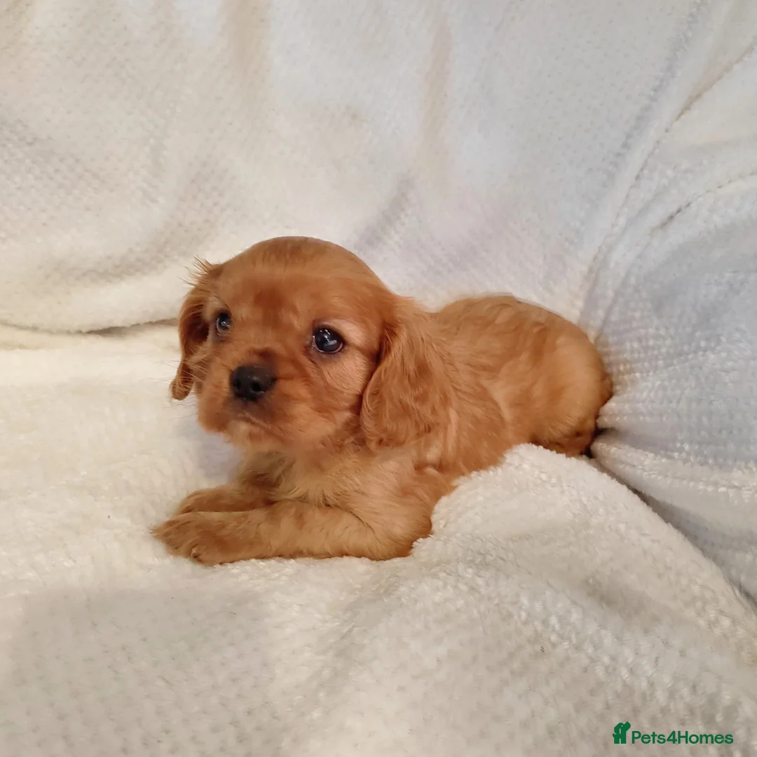 Cavalier King Charles Spaniel dogs for sale: Fully vaccinated and ready now 13 Feb  - Advert 12