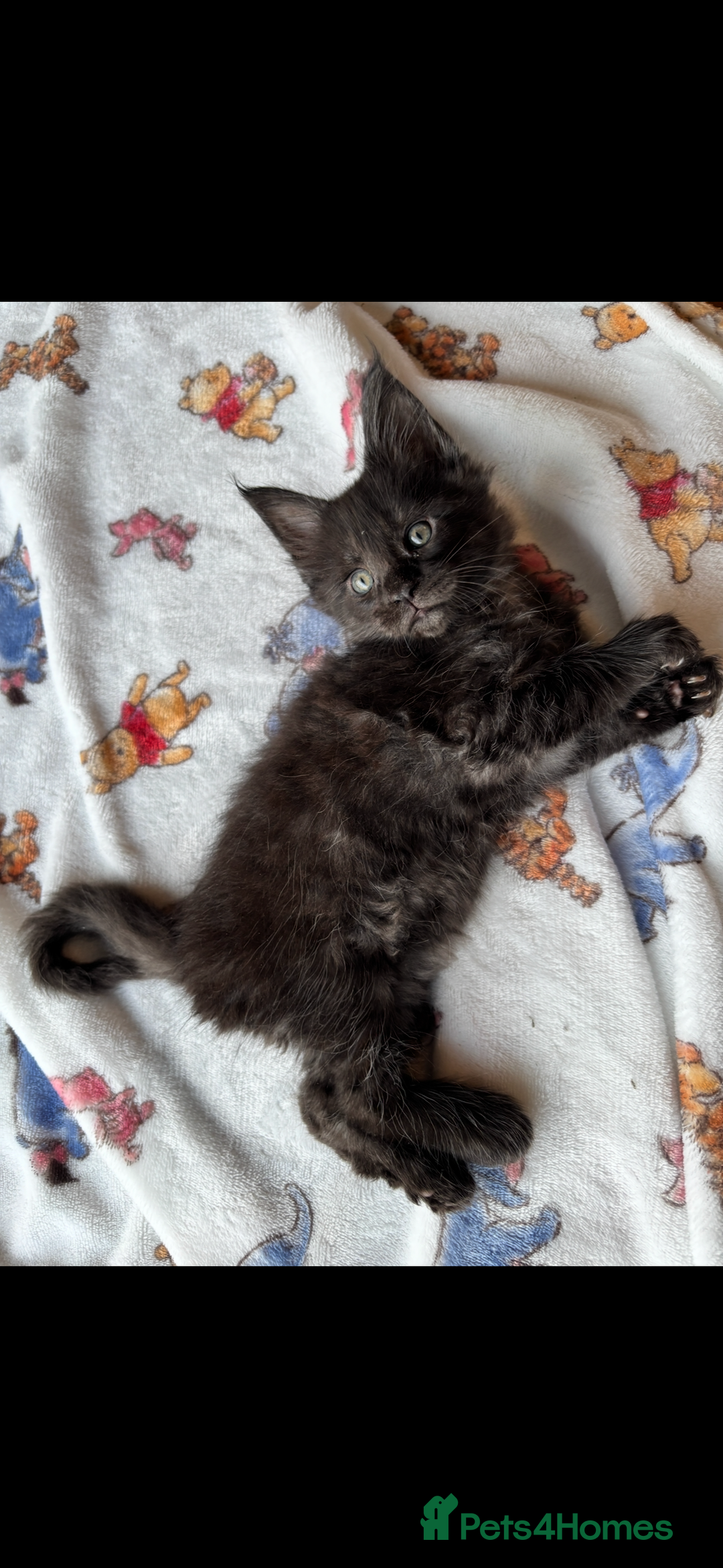 Maine Coon cats for sale: Stunning main coon kittens 🦁 - Advert 3