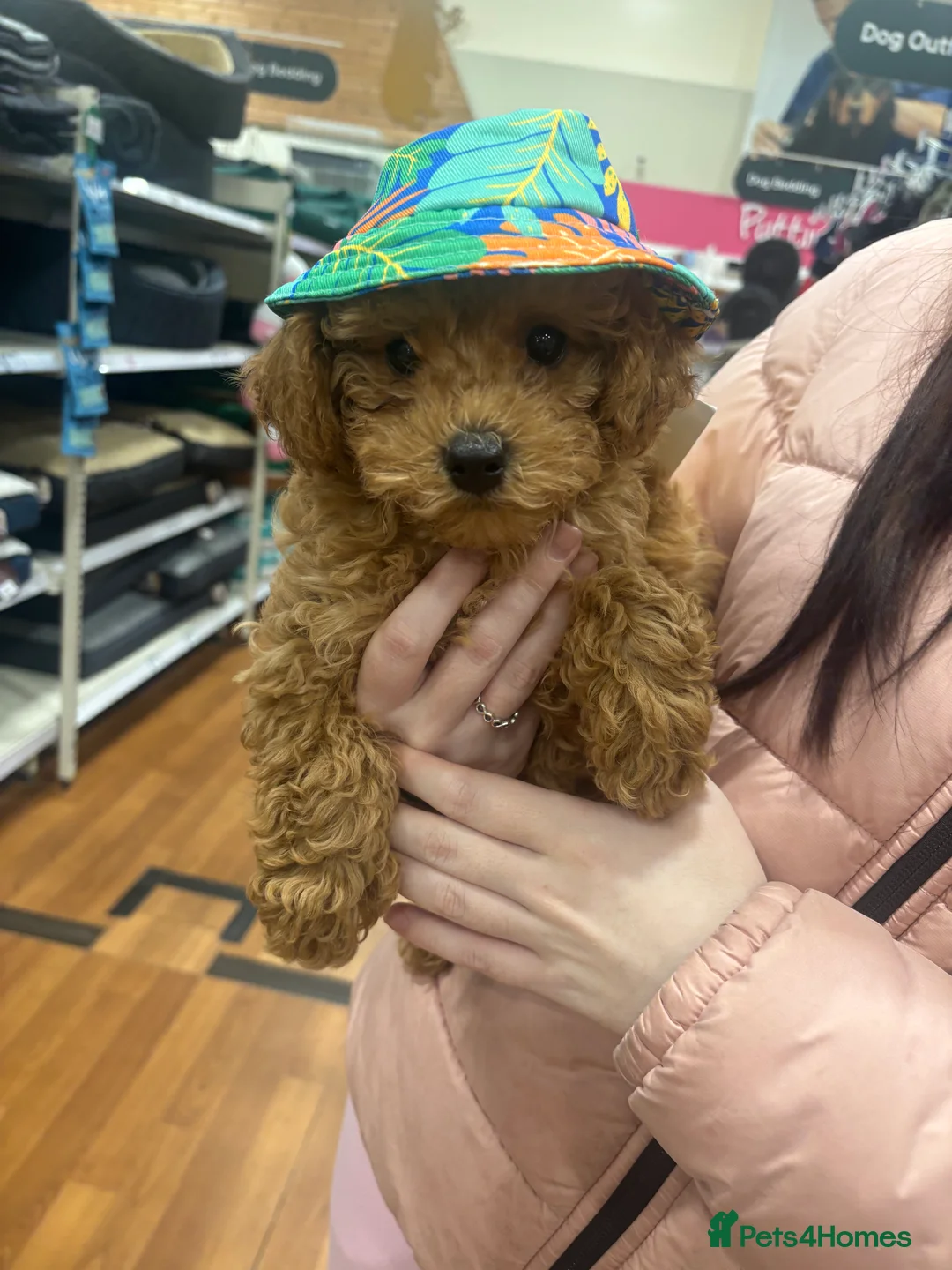 Toy Poodle dogs for stud: Red toy poodle for stud - Advert 9