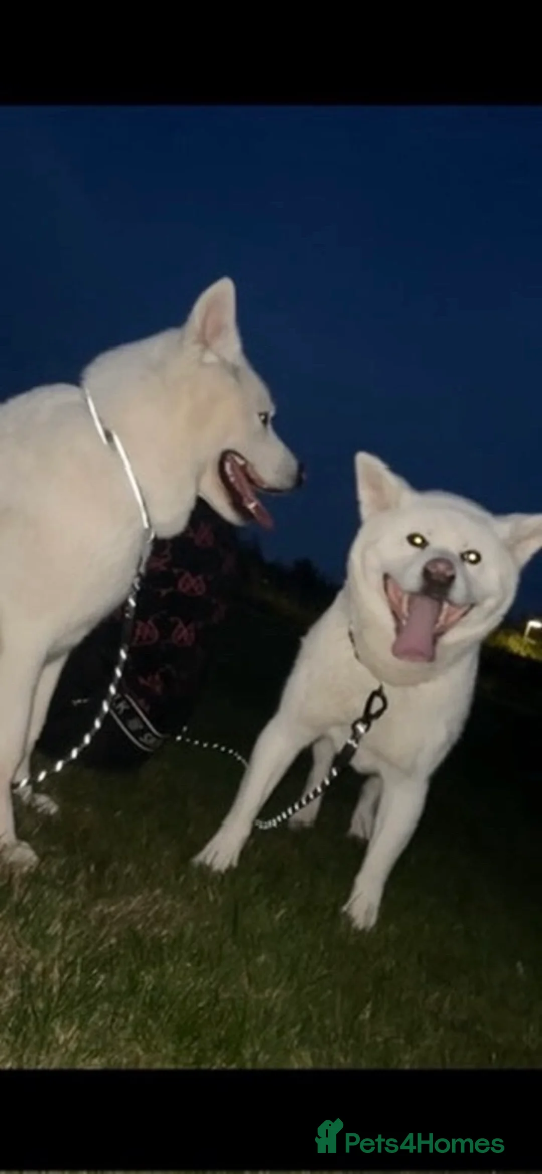 Japanese Akita Inu dogs for sale: Japanese Akita Inu - Advert 12