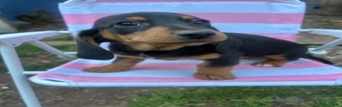 Miniature Dachshund Puppy 1