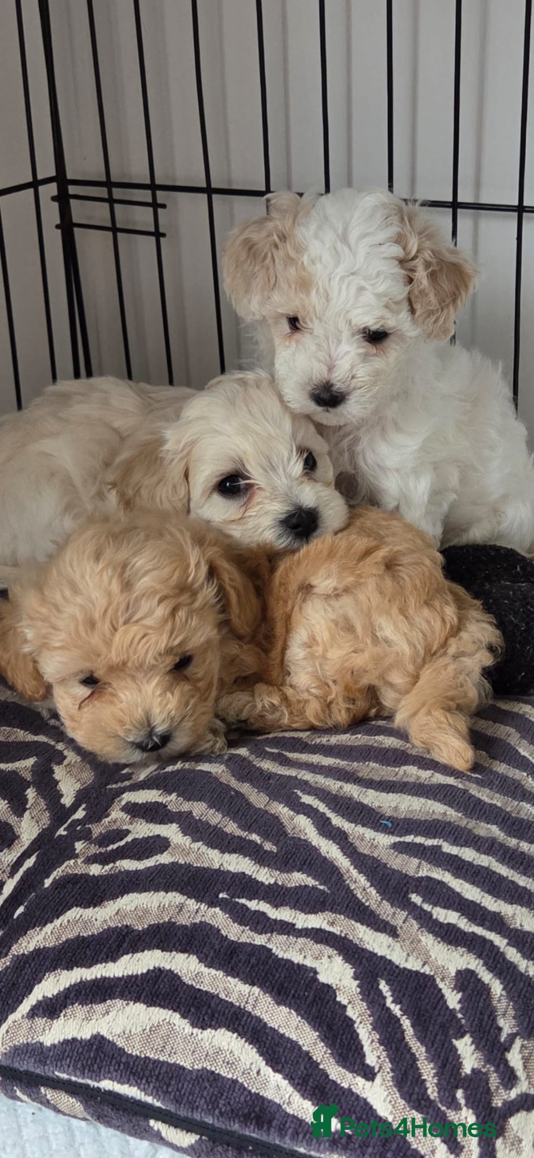 Maltipoo dogs for sale: Maltipoo Puppies  - Image 5