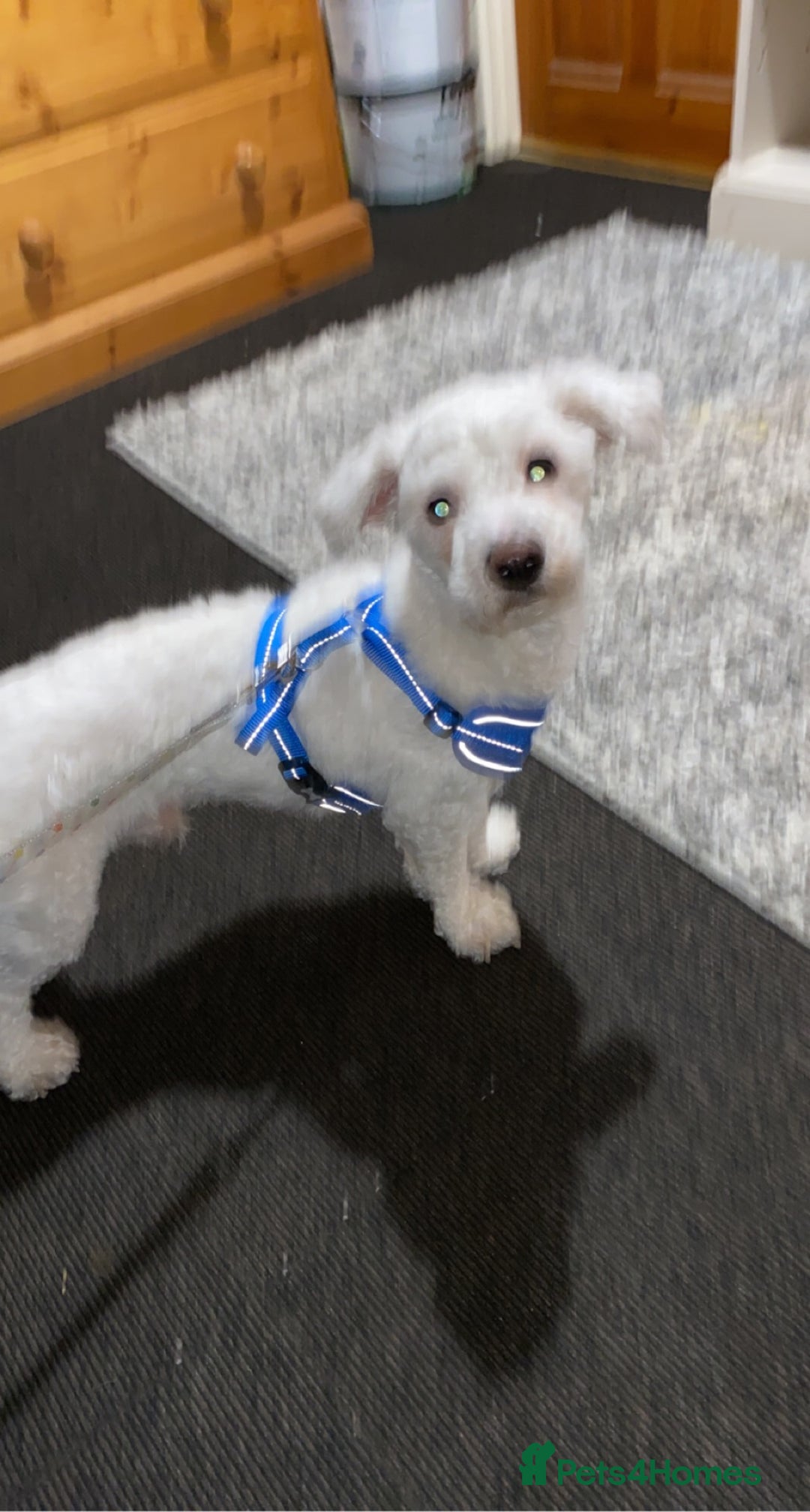 Bichon Frise dogs for sale: Bichon frise 4 year old male stud for sale - Image 5