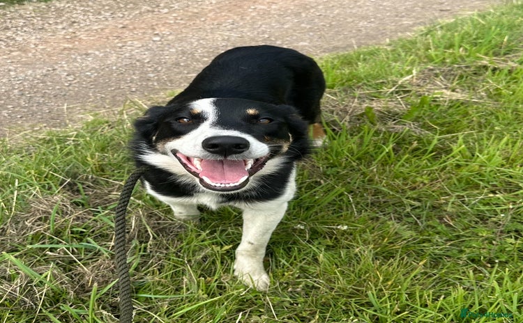 Border Collie dogs - Advert 4