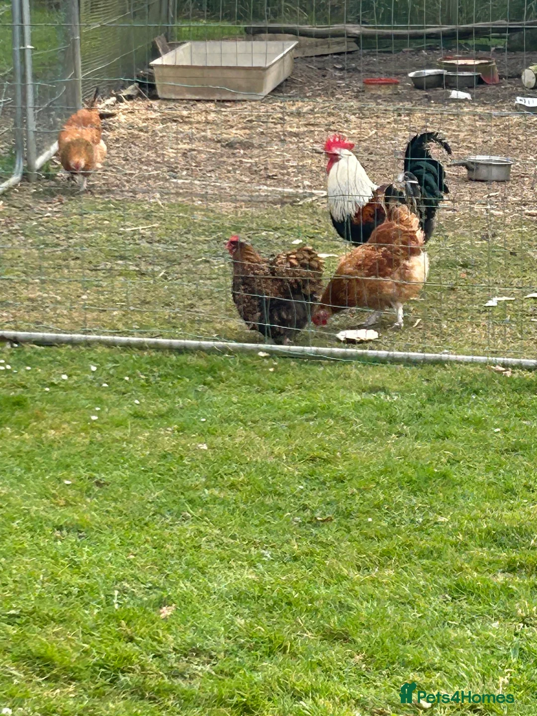 Chickens poultry for sale: Free due to moving .  - Advert 9