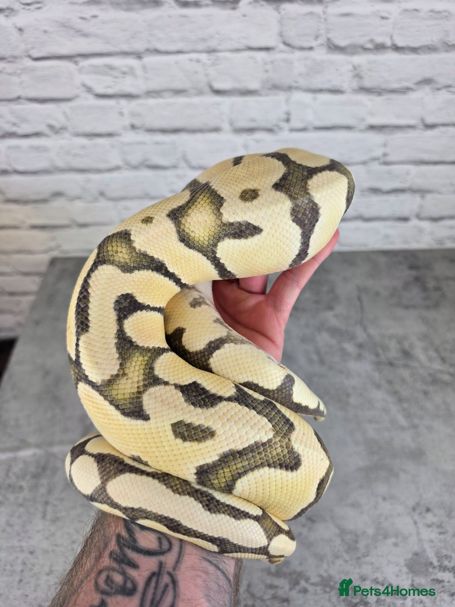 Python Snake reptiles Various Ball Pythons  - Advert 2